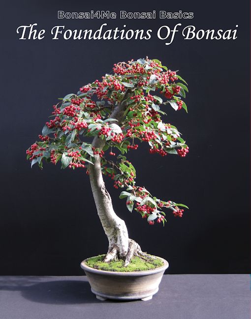 bonsai book